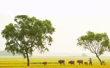 Lạc vào xứ Huế mộng mơ qua những khuôn hình đẹp đến nao lòng